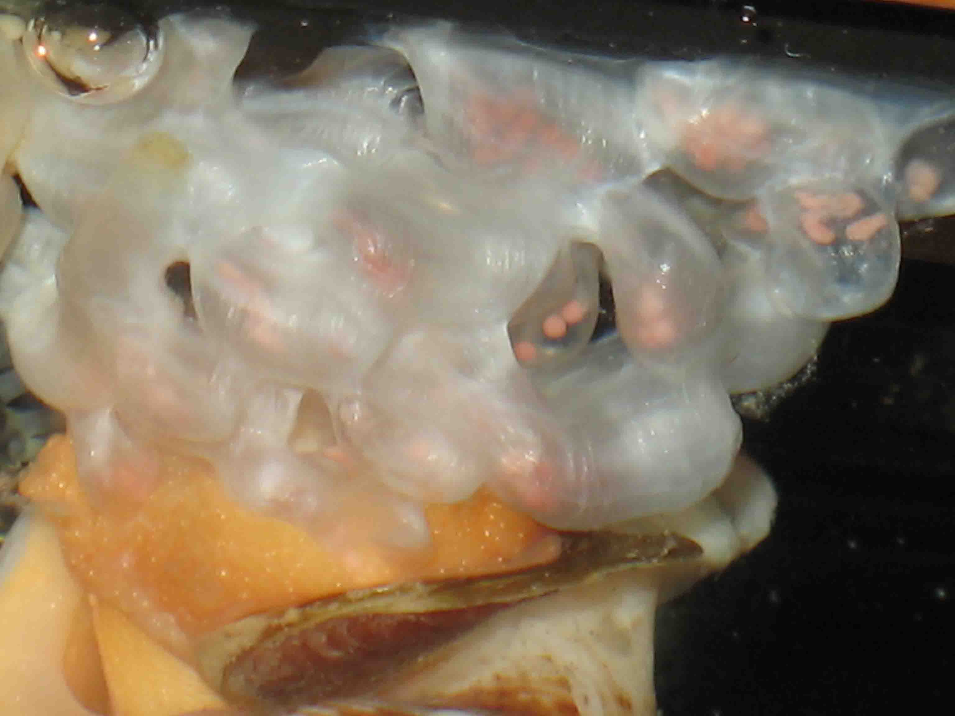 Euthria cornea (Linn, 1758) - deposizione
