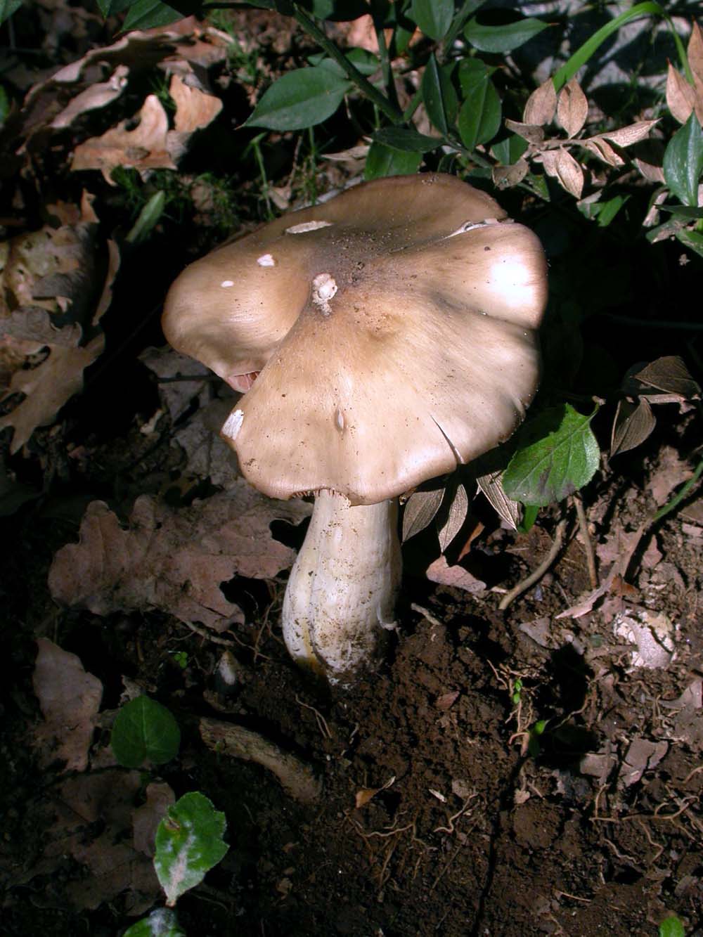 Entoloma