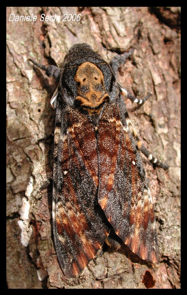 Acherontia atropos -adulto (Lep. Sphingidae)