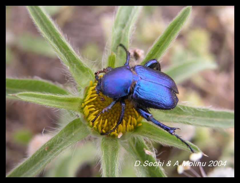 Glaphyrus maurus