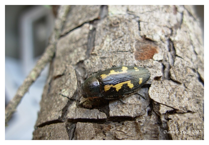 Buprestis novemmaculata