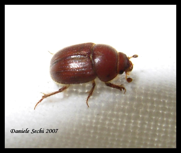 Ochodaeus sp. (Col. Ochodaeidae) dalla Grecia