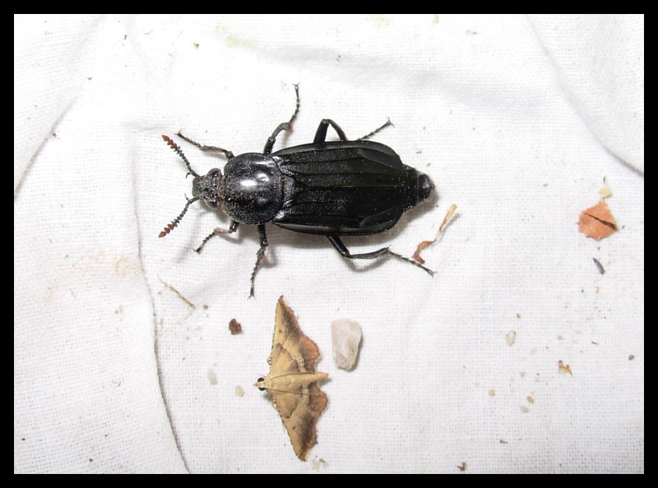 Necrodes littoralis (Coleoptera, Silphidae)