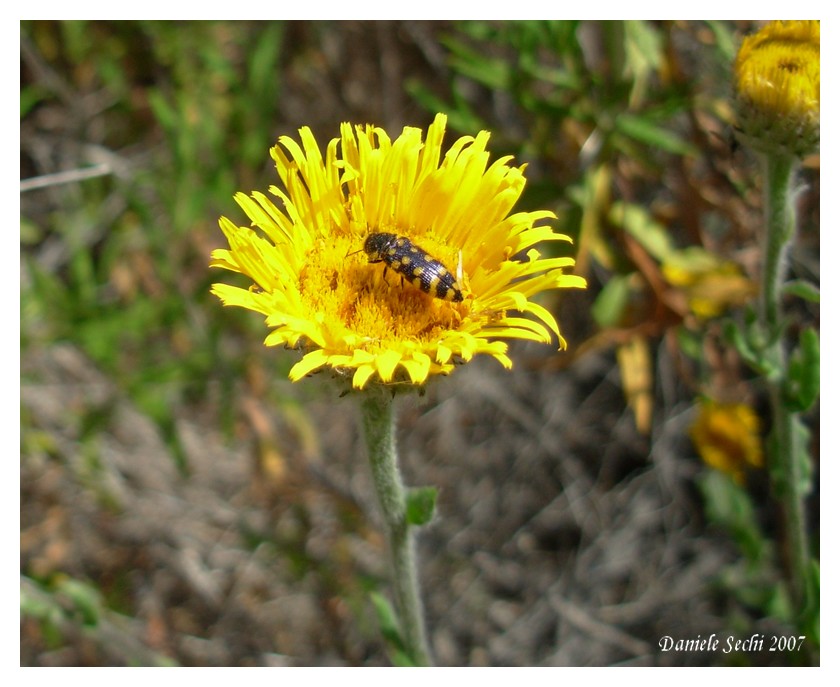 Acmaeodera quadrifasciata pruneri (Col. Buprestidae)