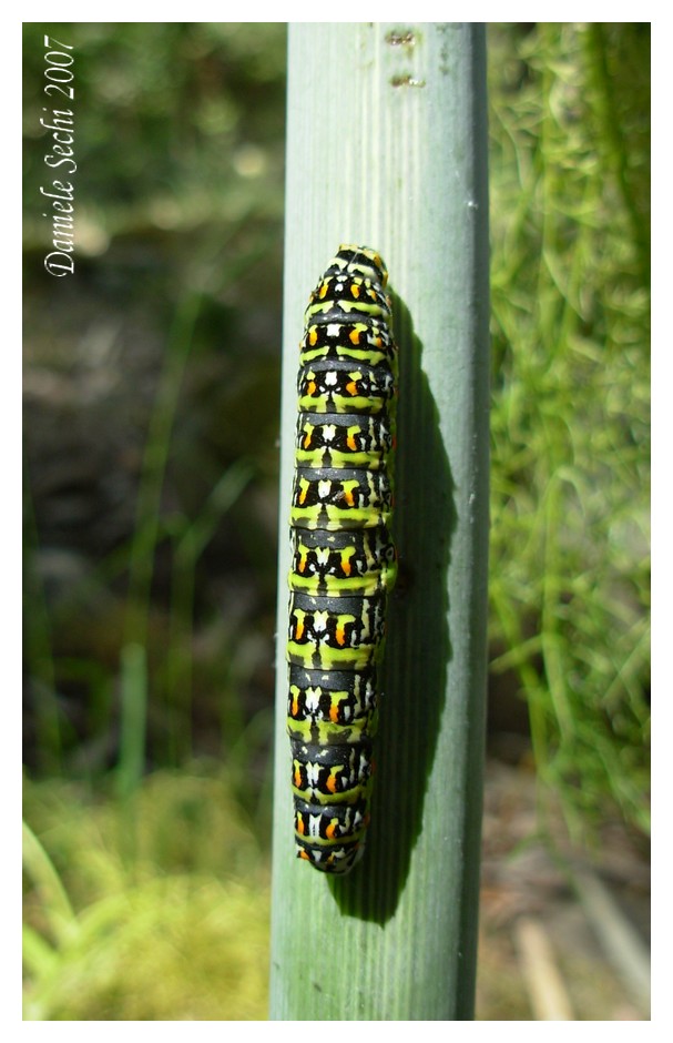 Papilio hospiton (Lep. Papilionidae)