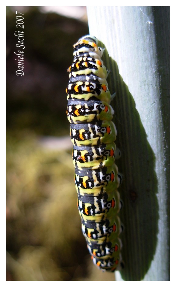 Papilio hospiton (Lep. Papilionidae)