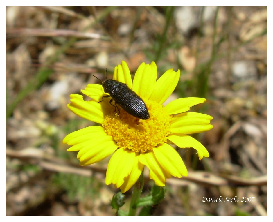 Acmaeodera quadrifasciata pruneri (Col. Buprestidae)