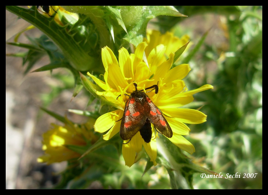 Zygaena corsica