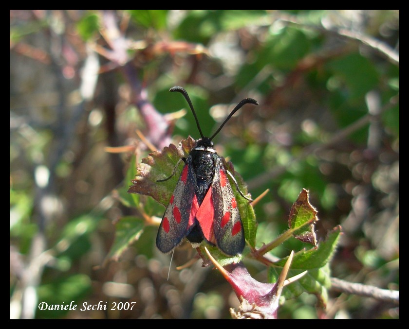 Zygaena corsica