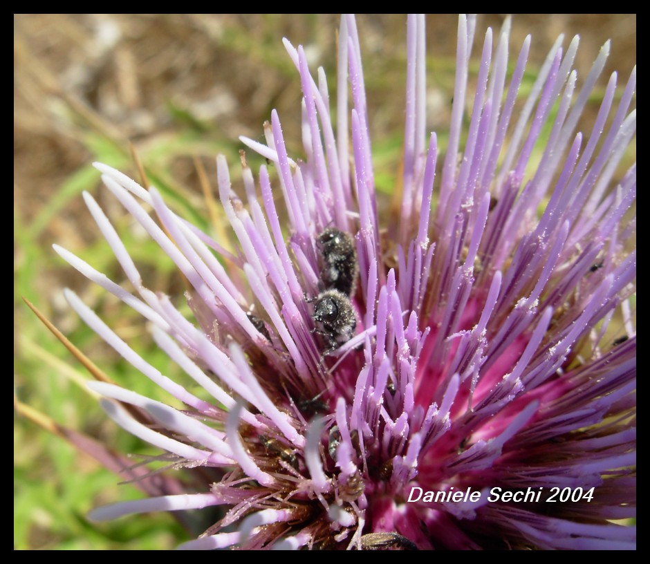 Buprestidae: Acmaeoderella perroti franzinii