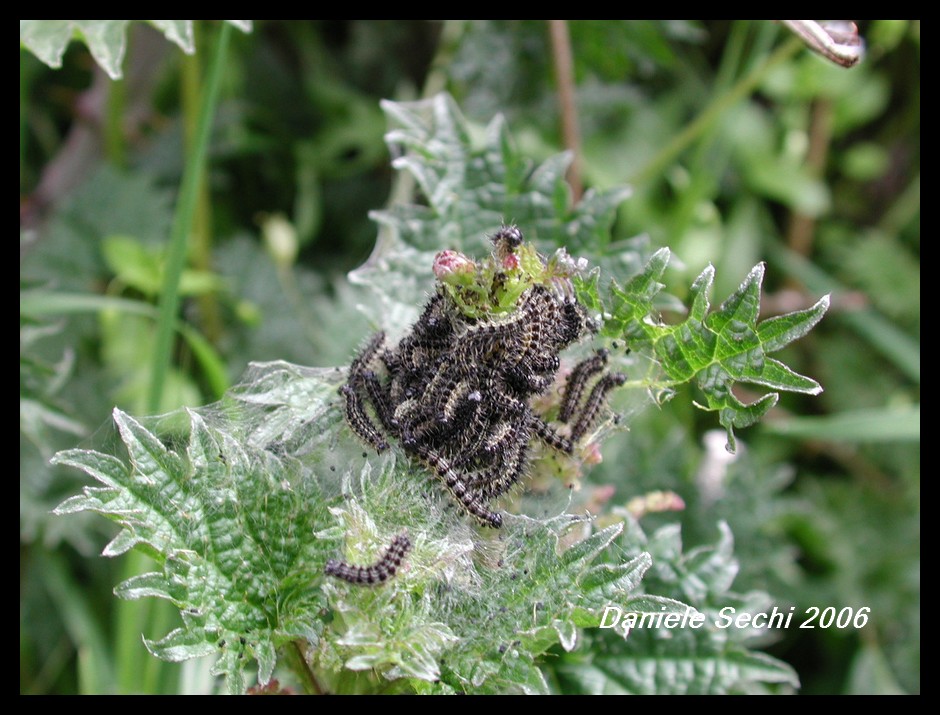 Aglais urticae ichnusa (Lep. Nymphalidae)