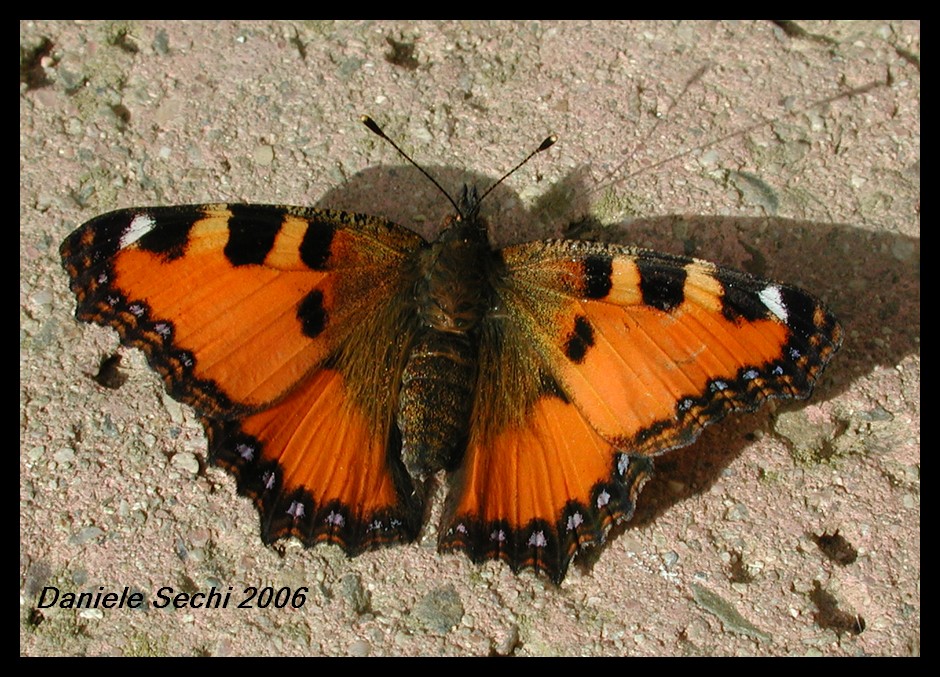 Aglais urticae ichnusa (Lep. Nymphalidae)