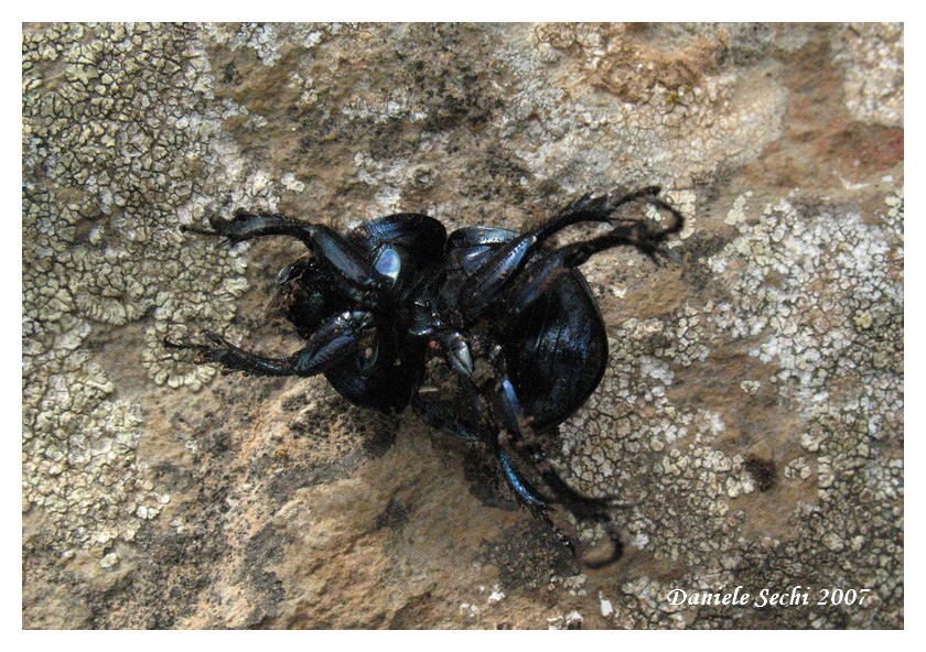 Incontri domenicali: Jekelius intermedius (Col. Geotrupidae)