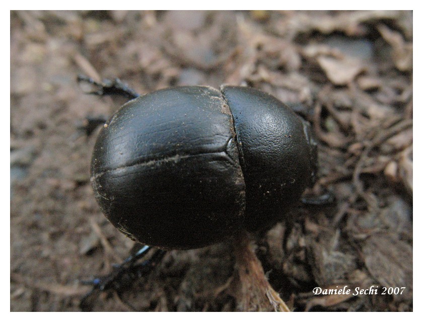 Incontri domenicali: Jekelius intermedius (Col. Geotrupidae)