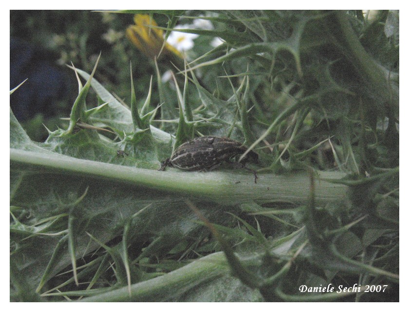 Larinus carinirostris