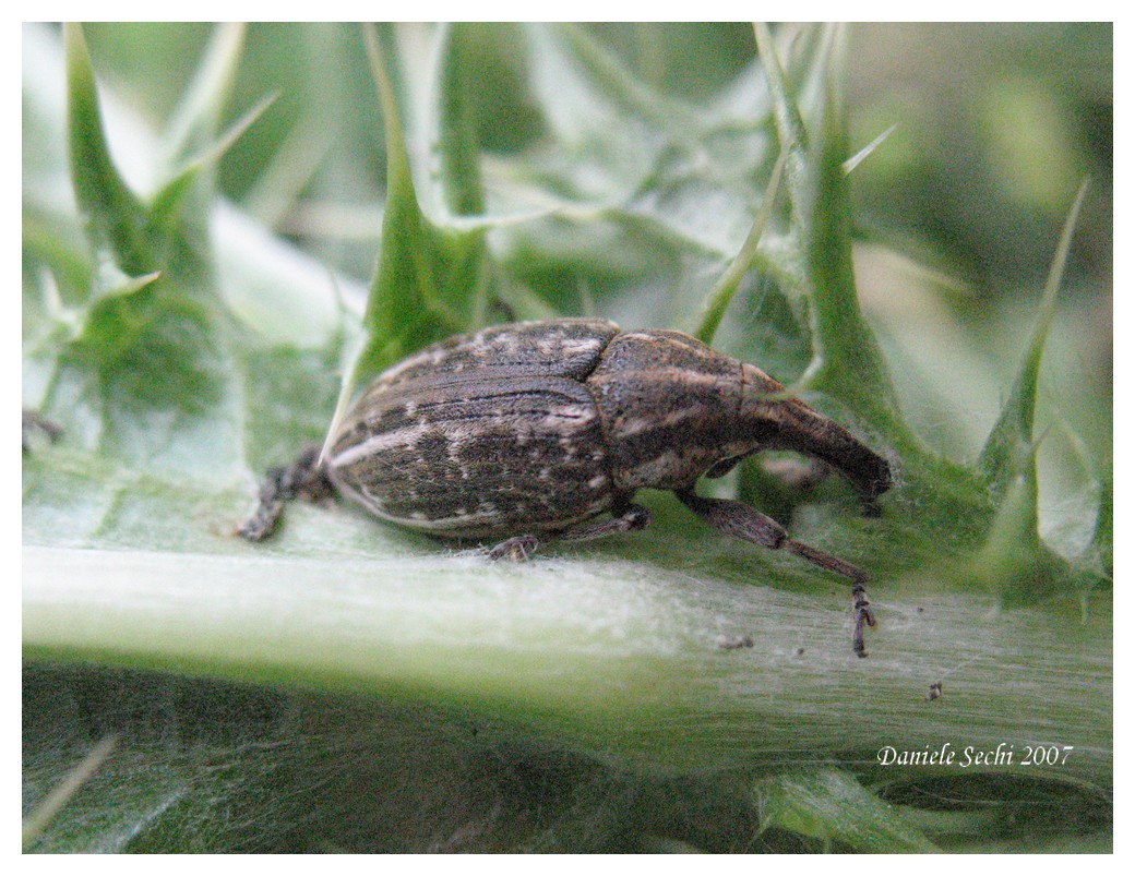 Larinus carinirostris