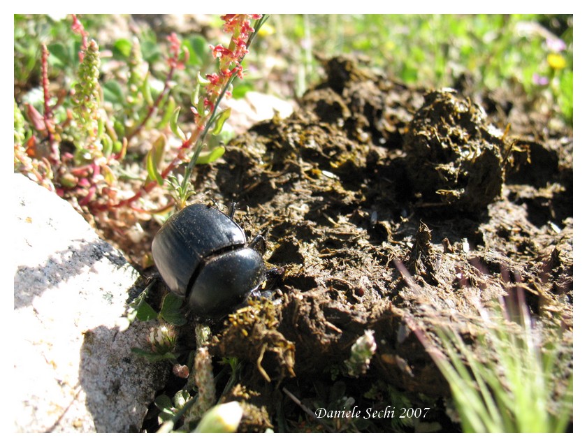 Scarabaeus typhon (Col. Scarabaeidae)