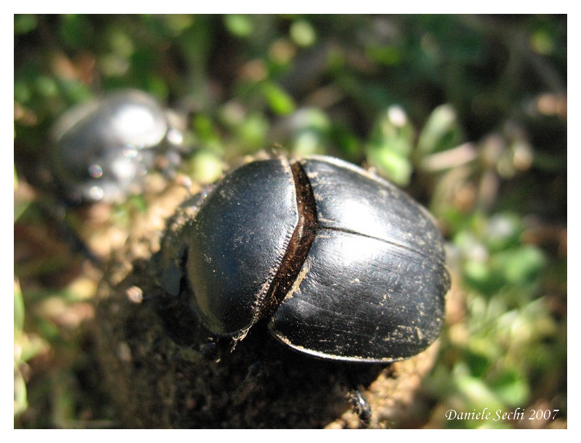 Scarabaeus typhon (Col. Scarabaeidae)