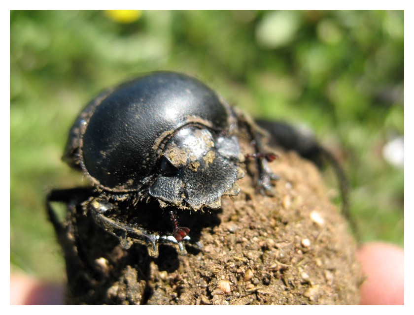 Scarabaeus typhon (Col. Scarabaeidae)