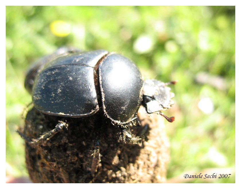 Scarabaeus typhon (Col. Scarabaeidae)