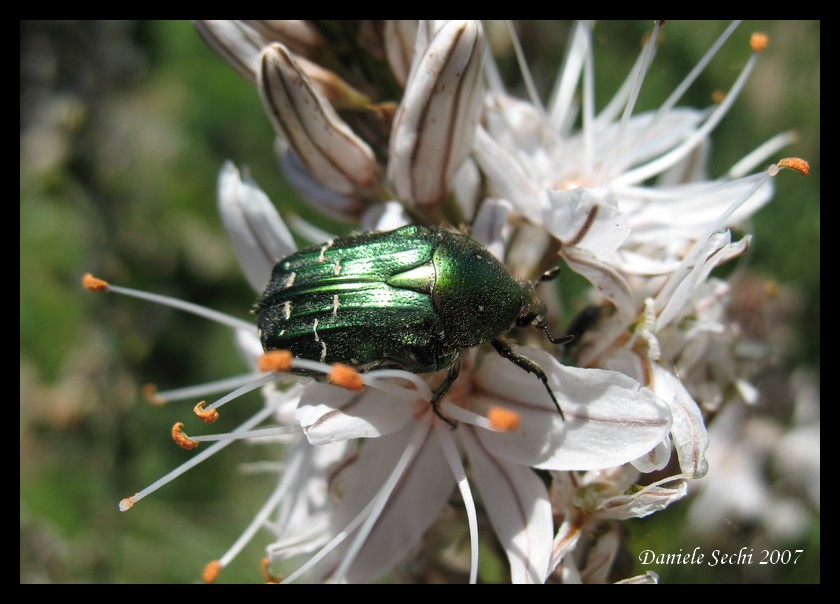 Cetonia carthami