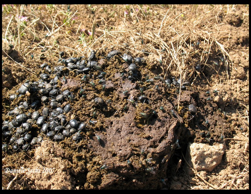 Gymnopleurus mopsus + sturmii (Col. Scarabaeidae)