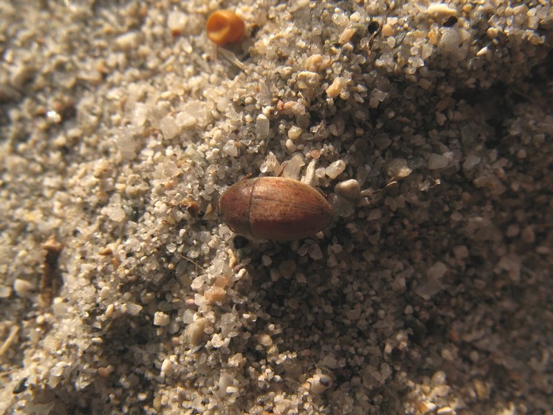 Pseudoseriscius olivieri sardiniensis (Col. Tenebrionidae)