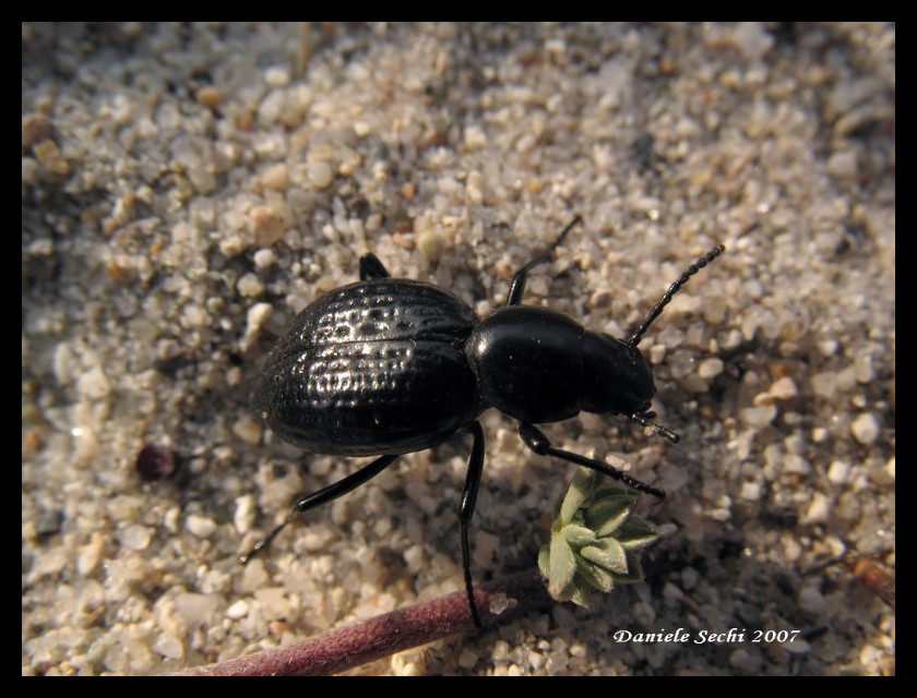 Tentyria ligurica confusa (Col.Tenebrionidae)