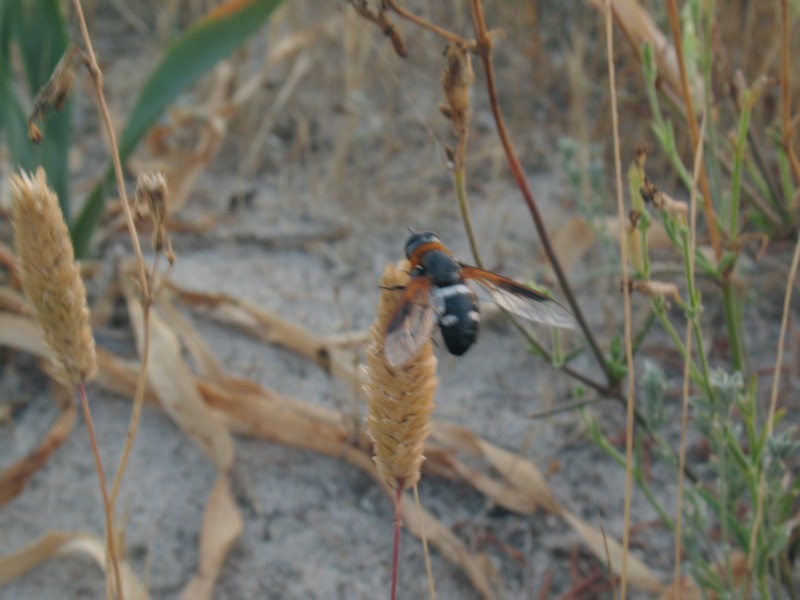 Exoprosopa rutila