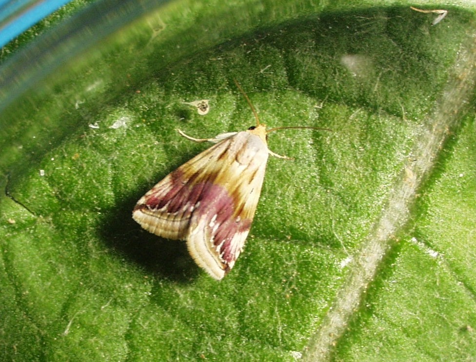 Eublemma ostrina (Erebidae) su carciofo