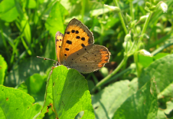 Lycaena phlaeas