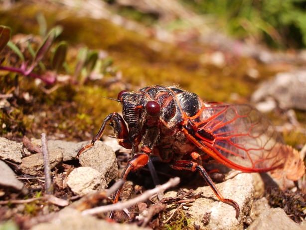 Cicadetta montana ?  No, Tibicina haematodes