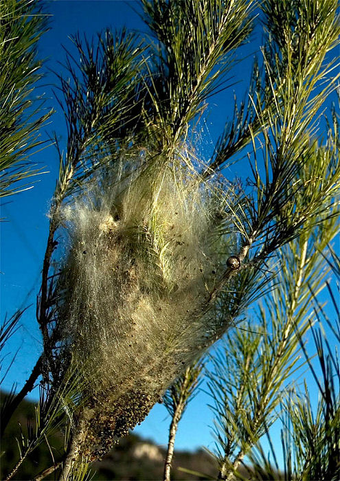 Nido di Traumatocampa pityocampa