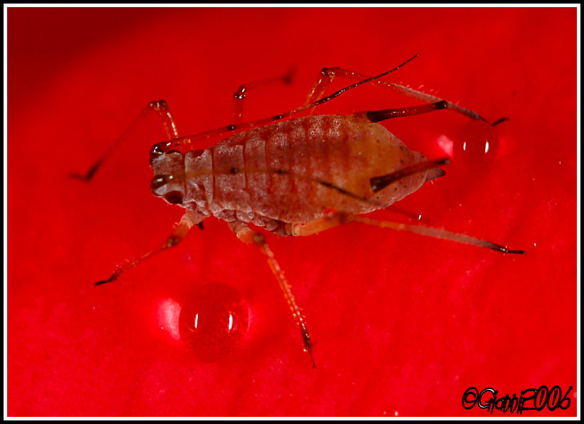 protuberanze moscerino