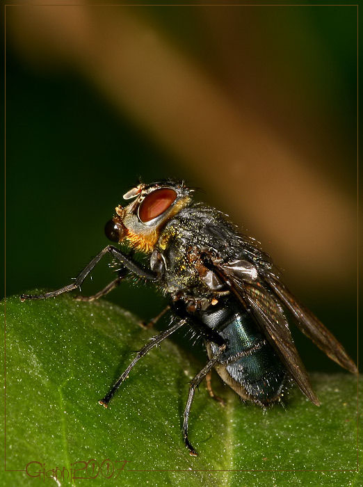 cosa fa questa mosca?