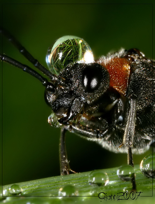 Argidae