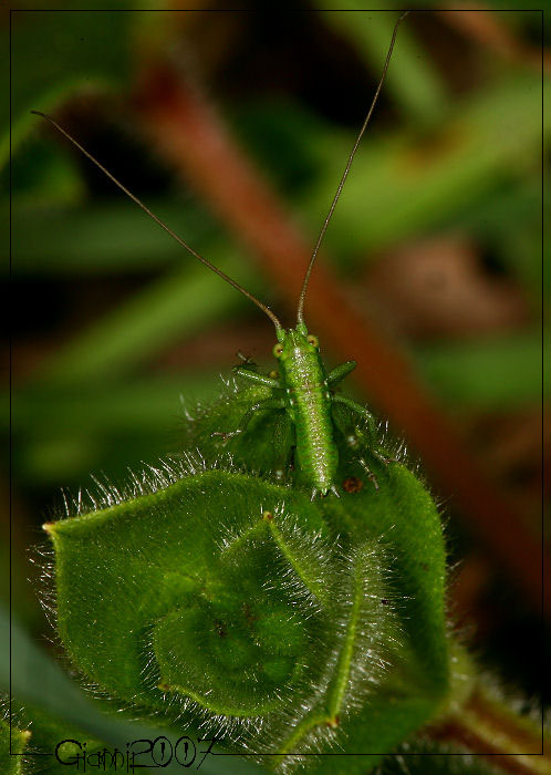 Neanidi di Tettigonia viridissima