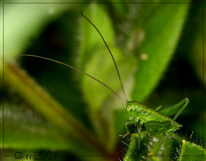Neanidi di Tettigonia viridissima