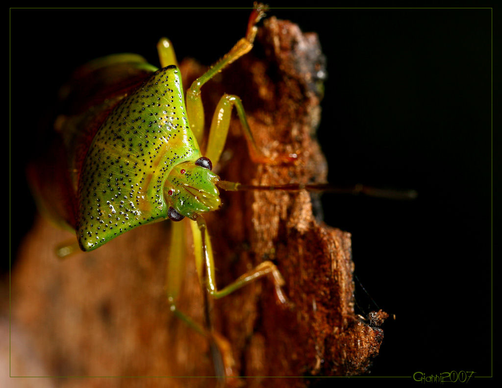 Elasmostethus sp.