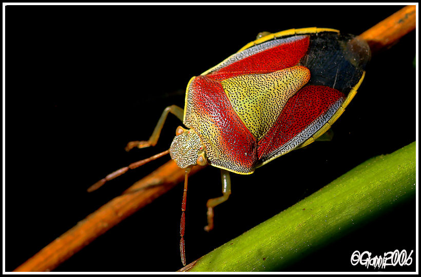 Piezodorus lituratus