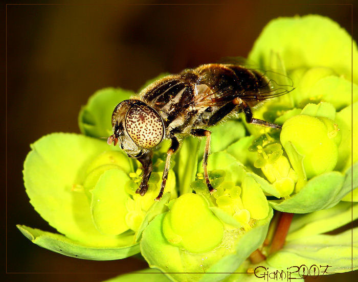 Eristalinus (Lathyrophthalmus) aeneus