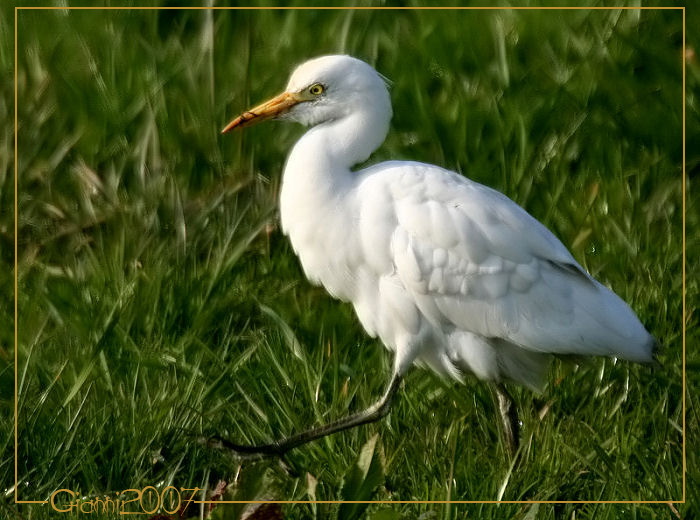 Airone guardabuoi - Bubulcus ibis