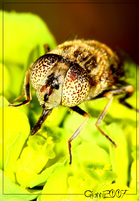 Eristalinus (Lathyrophthalmus) aeneus