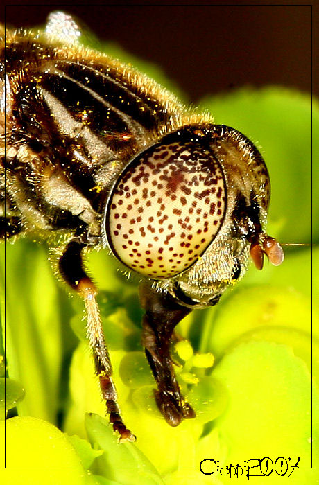 Eristalinus (Lathyrophthalmus) aeneus