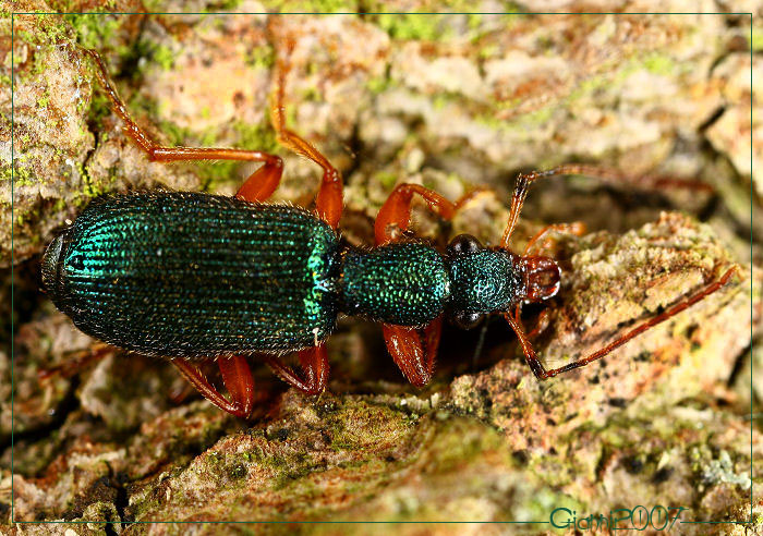 di cosa si tratta? Drypta dentata (Coleoptera, Carabidae)