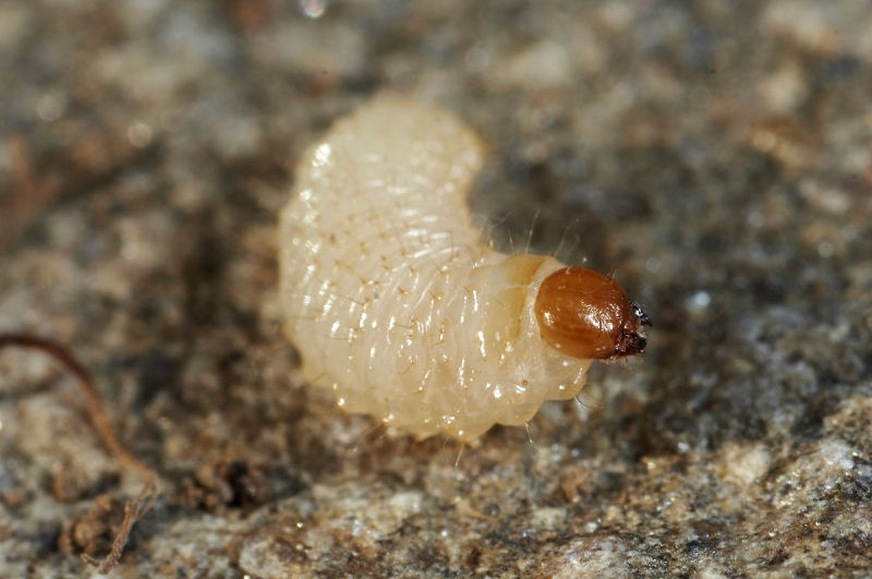 Larva di Curculionidae