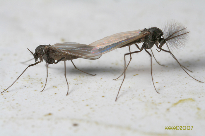 Chironomidae