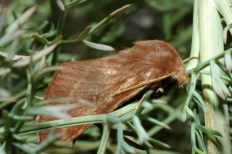 Lasiocampa trifolii