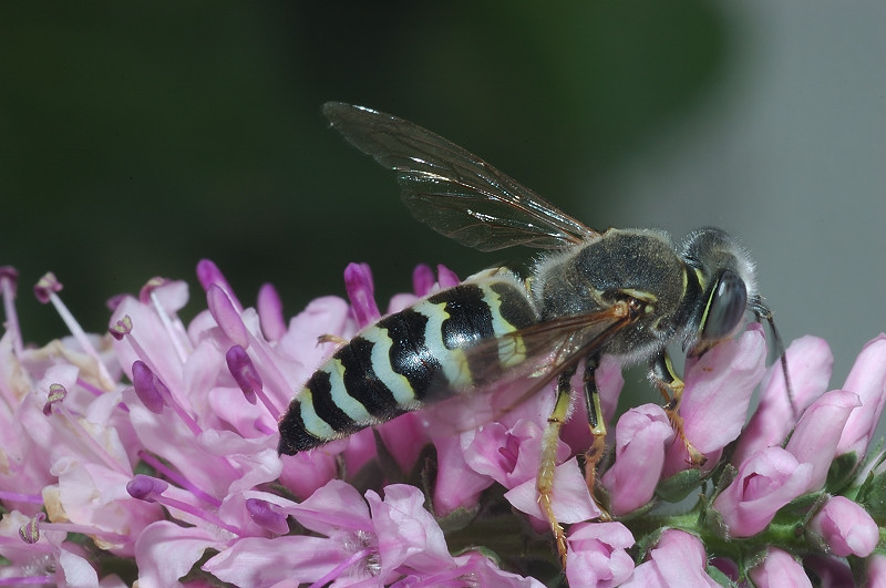 Bembix oculata (Crabronidae)