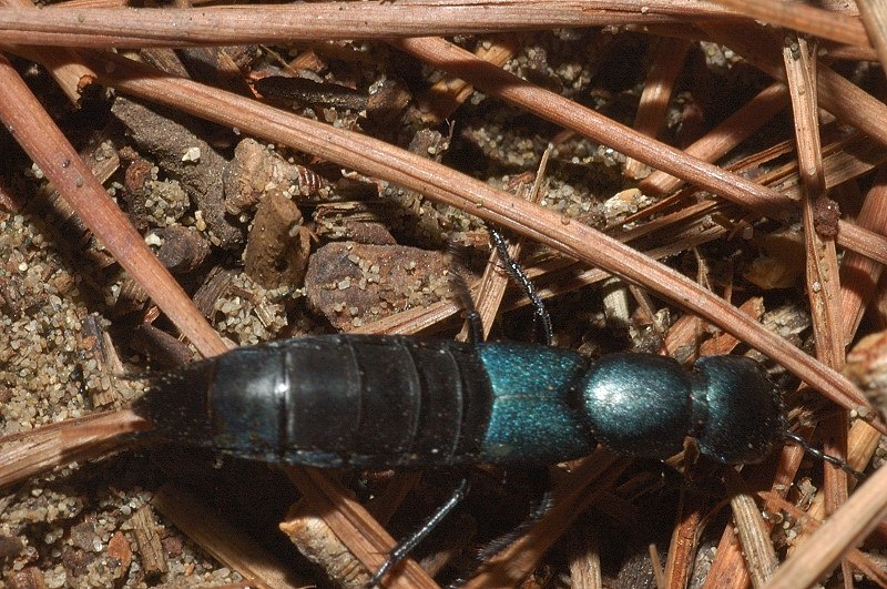 Stafilinide Ocypus ophthalmicus